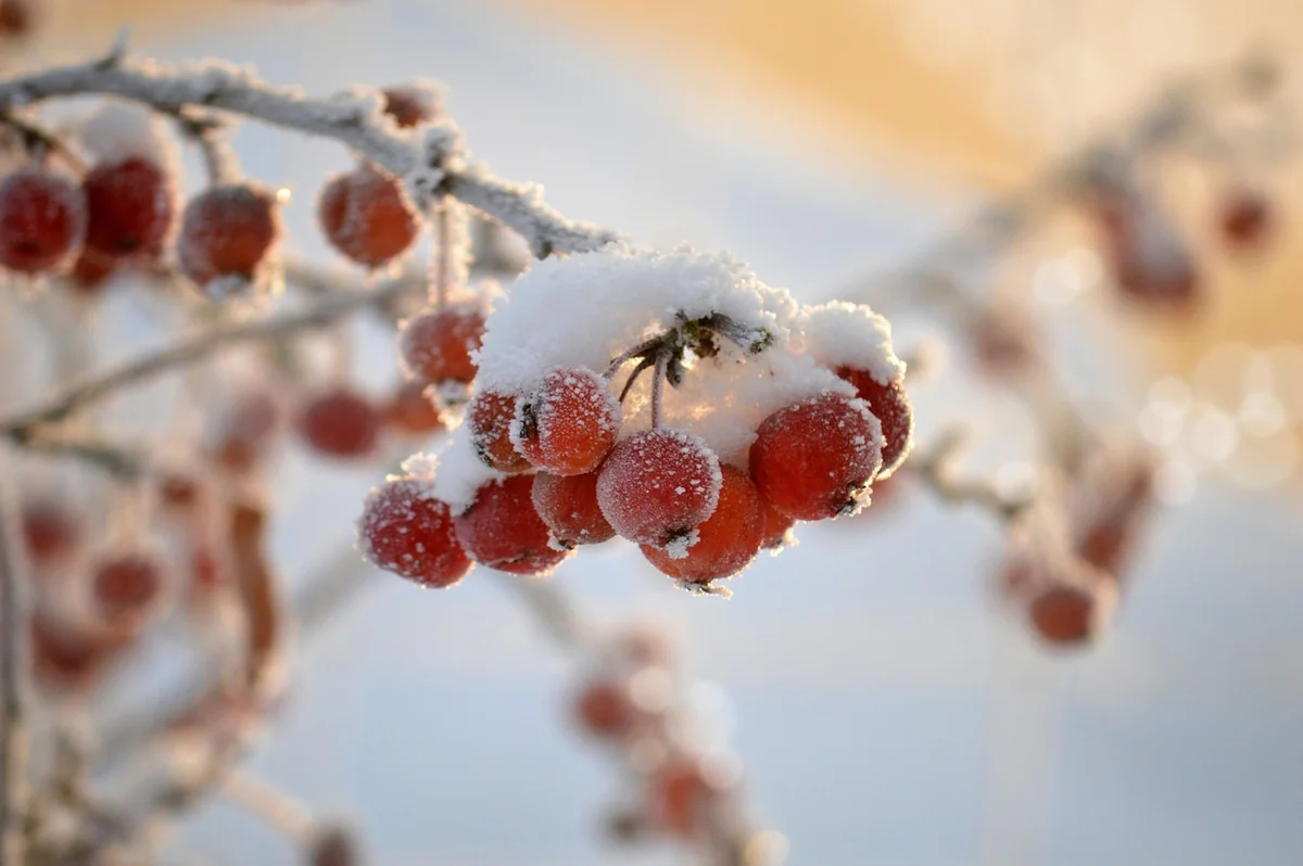 Le calendrier des fruits en France, mois par mois